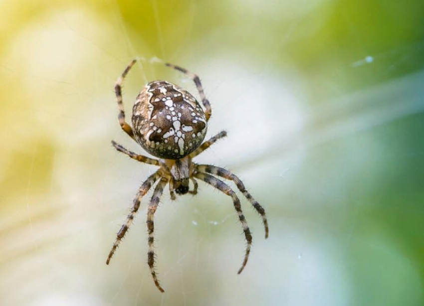 Крестовик в Волгоградском регионе является одним из самых распространенных пауков 