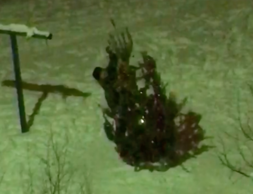 Расхитительница елки попала на камеру в Волжском