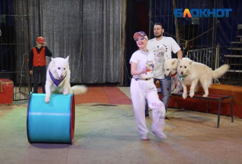 Всего три представления большого российского цирка «Аэробус»! Успейте посетить!!!