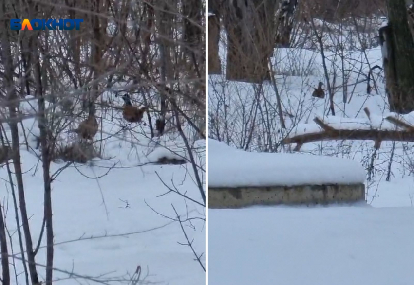 В перелеске в Волжском водятся фазаны: видео