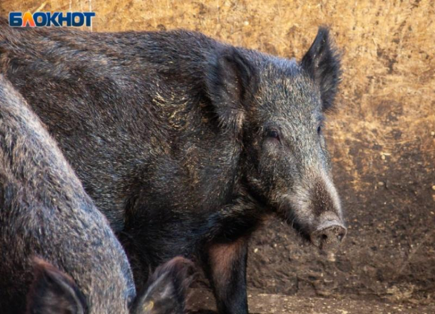 Животным в Волго-Ахтубинской пойме выдадут продуктовый паек