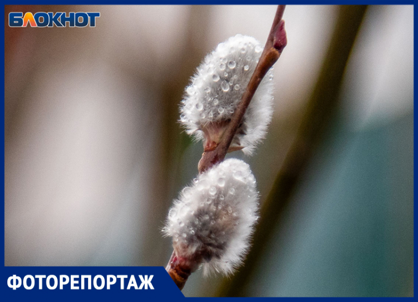 Природа Волжского игнорирует капризы погоды