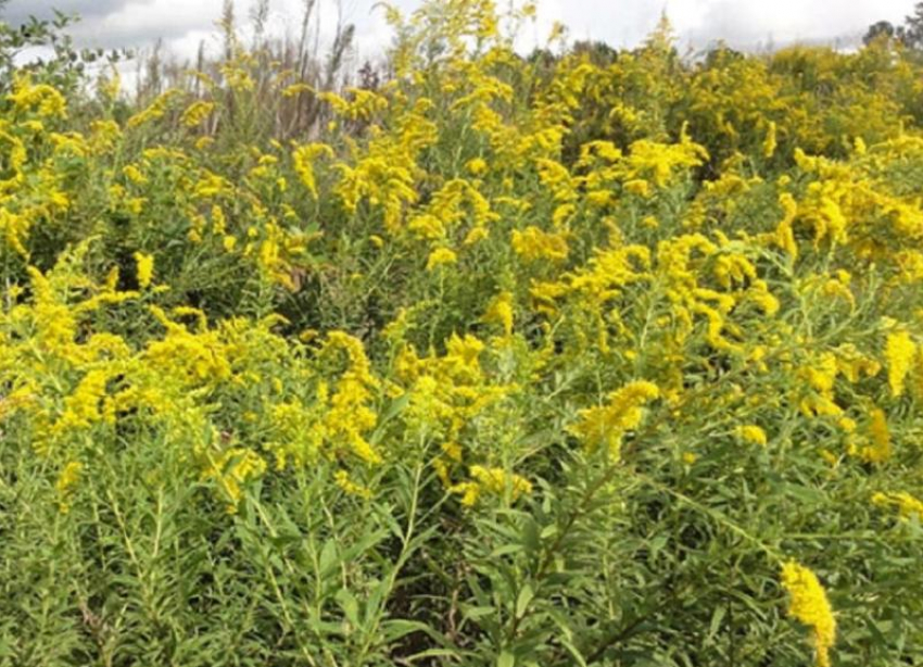 Отрава для аллергиков: в Волжском цветет амброзия