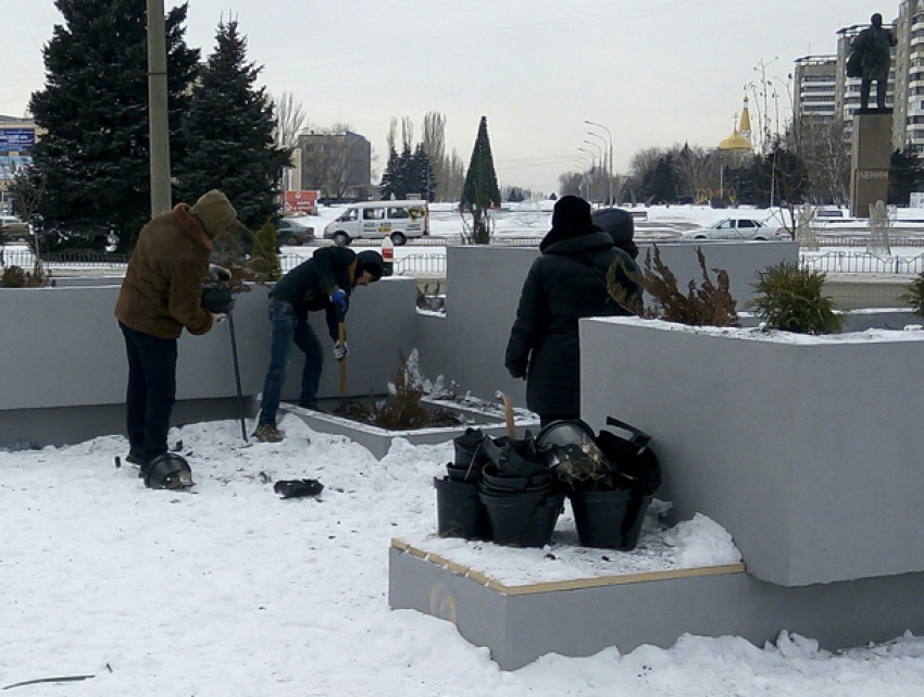 В Волжском в 20-градусные морозы занялись озеленением центра города