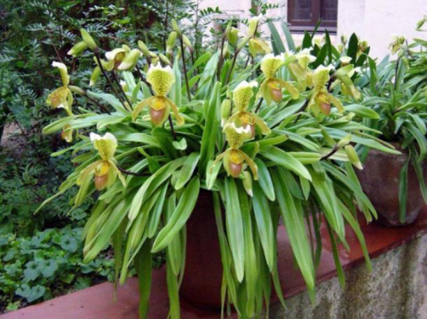 В Волжском в оранжерее расцвели редкие орхидеи