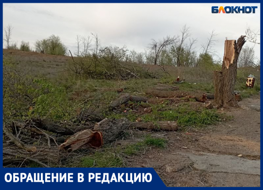 Спилили единственное дерево у пляжа: жители Волжского недовольны убийством зеленого фонда