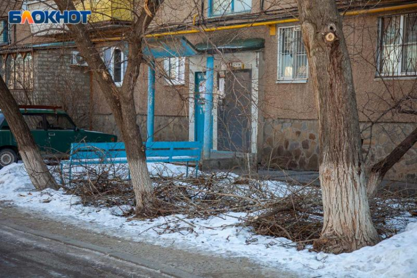 Вандалы изуродовали 8 вязов в Волжском