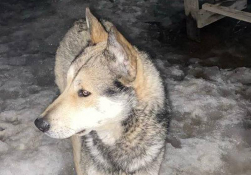 В Волжском ищут хромого пса с волчьим окрасом