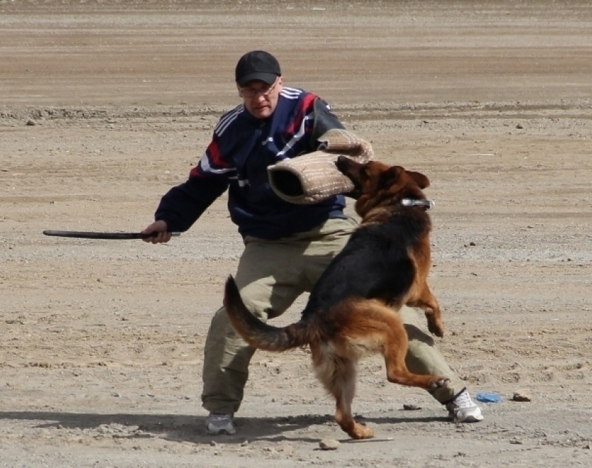 Самую выдрессированную собаку, умеющую брать след и спасать людей, выберут в Волжском