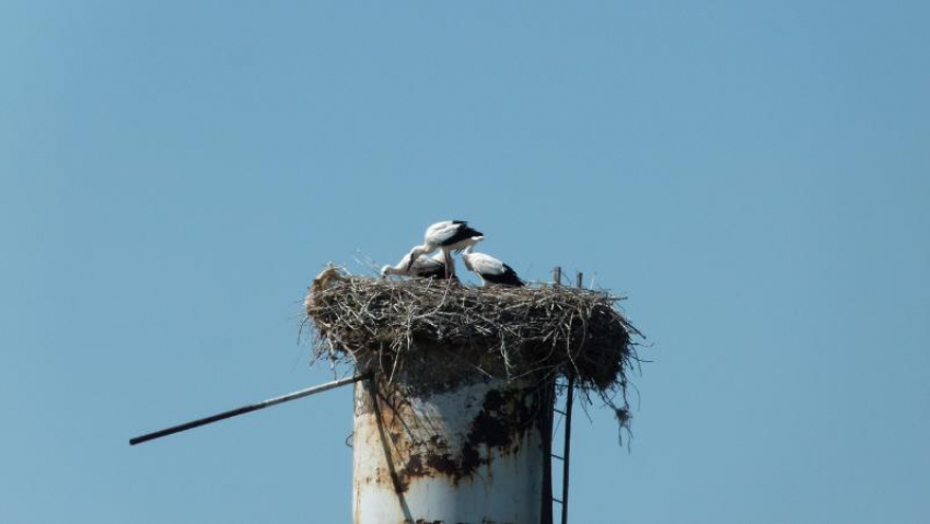 Редкие белые аисты обзавелись потомством в Волгоградской области