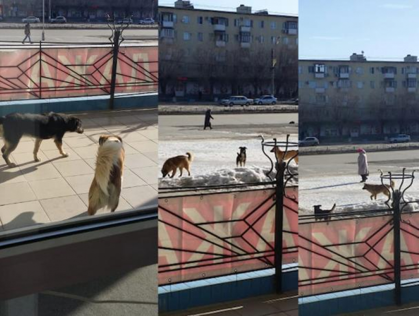 Волжане напуганы большой стаей собак в центре города