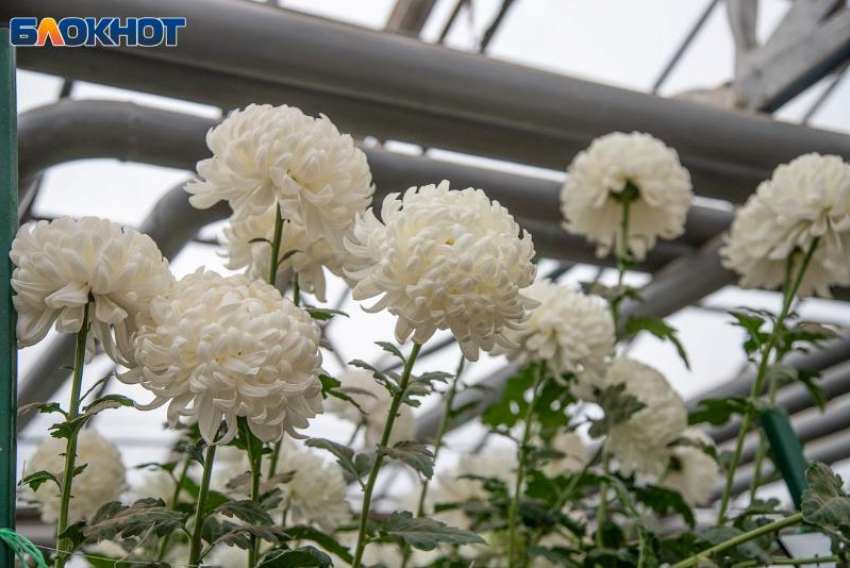 Дождь прогнозируют вечером в четверг: погода в Волжском