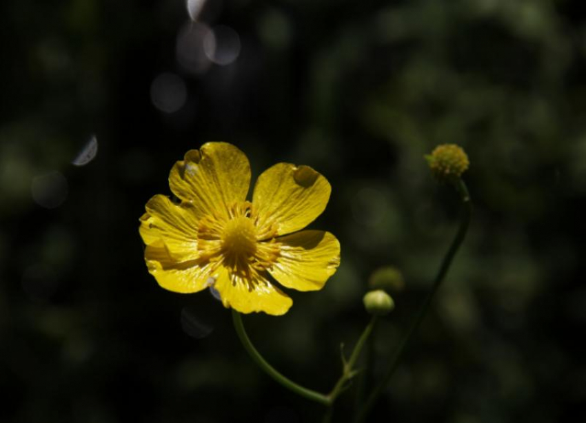 Не поникли лютики: популяцию цветка нашли на озере Проклятом под Волжским
