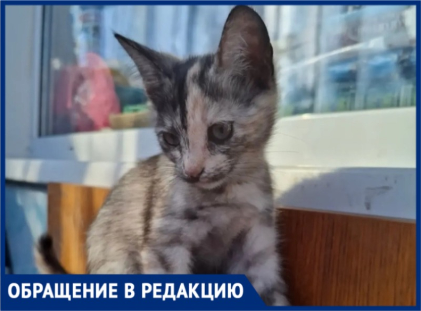 «Мы хотим вернуть их домой»: в Волжском ищут кошку и двух котят, которые пропали за один вечер