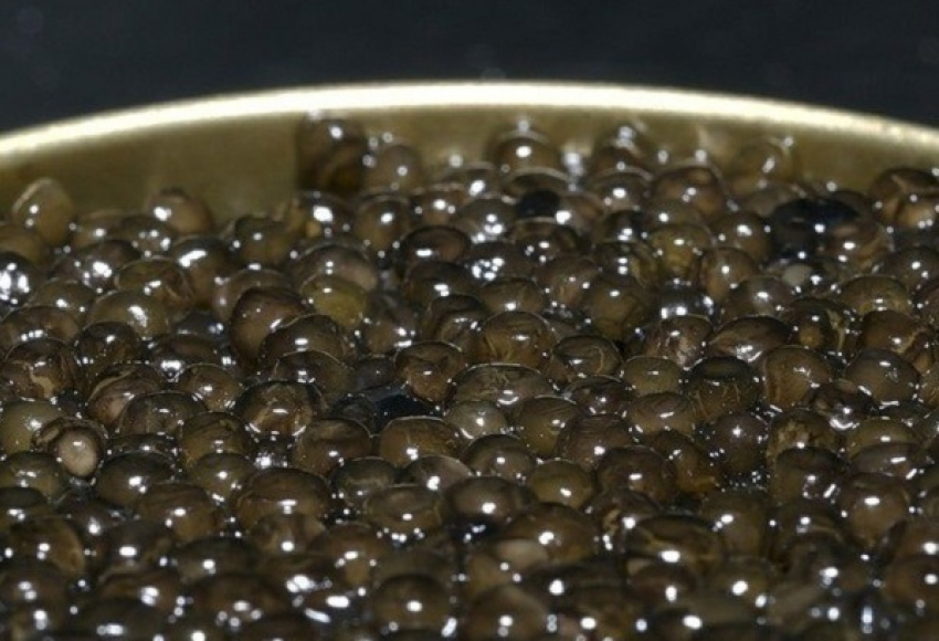 Житель Калмыкии пытался провезти через Волгоградскую область почти килограмм черной икры