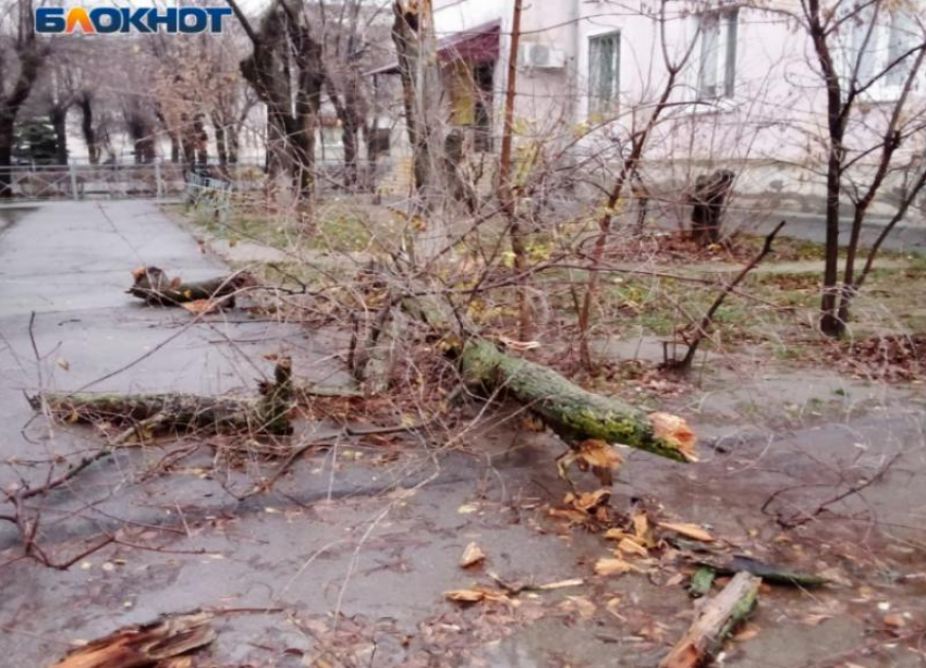 В Волжском дерево рухнуло на пешеходную дорожку: видео