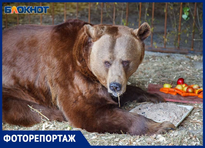 Избивали, морили голодом и держали в литой клетке: волжские волонтеры спасли двух медведей из Дагестана и Астрахани