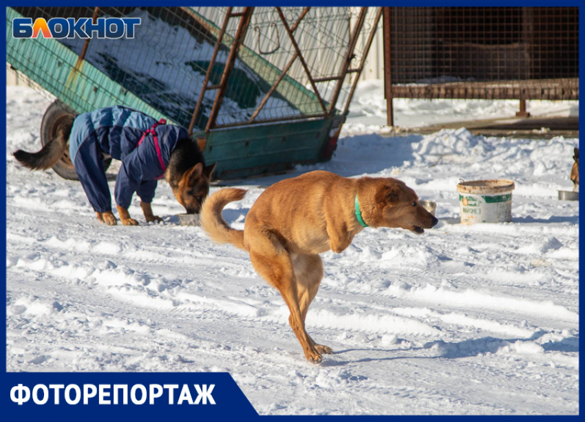 Отрубленные лапы и покалеченные внутренности: как спасают четвероногих от живодеров в Волжском