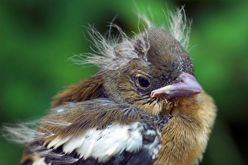 Любители пернатых отпразднуют в Волжском День птиц