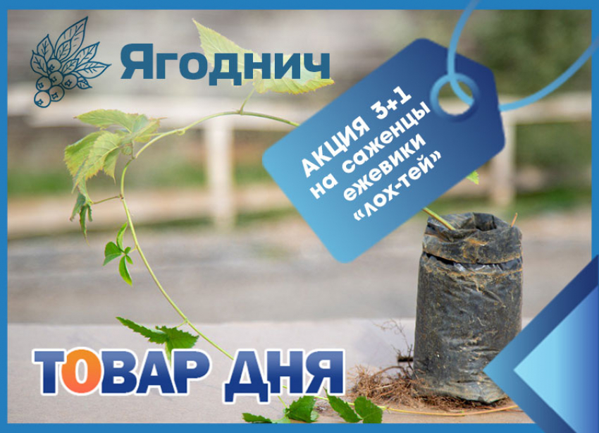 Товар дня! 3+1 на саженцы ежевики в «Ягодниче»