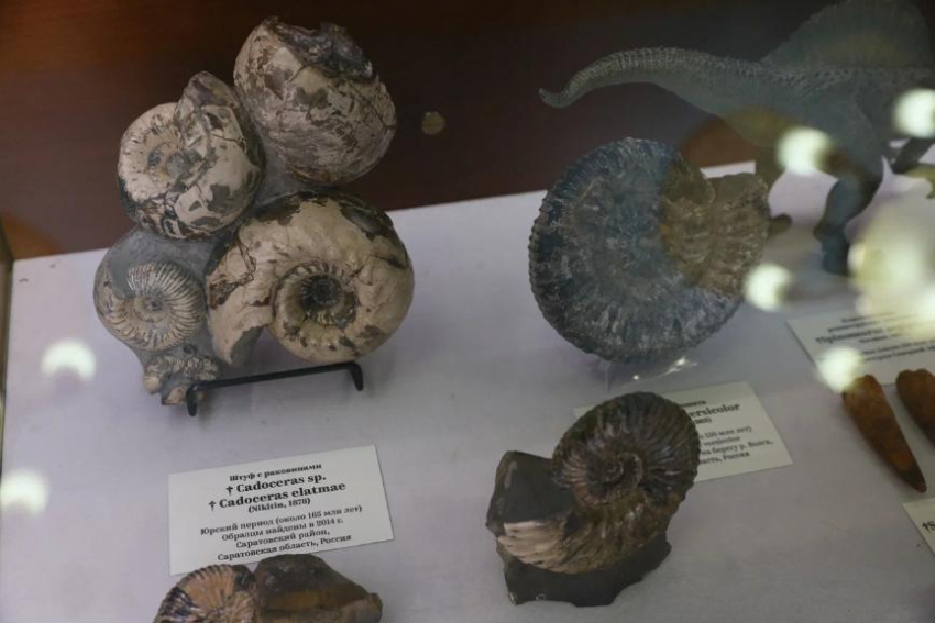 Школьники нашли древний аммонит на берегу реки в Волгоградской области