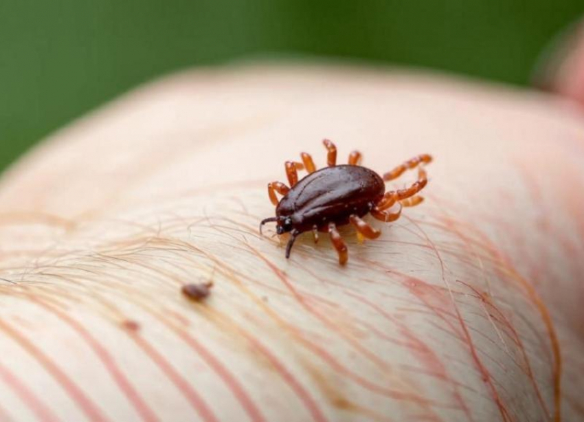 В Волгоградской области клещи проснулись раньше срока