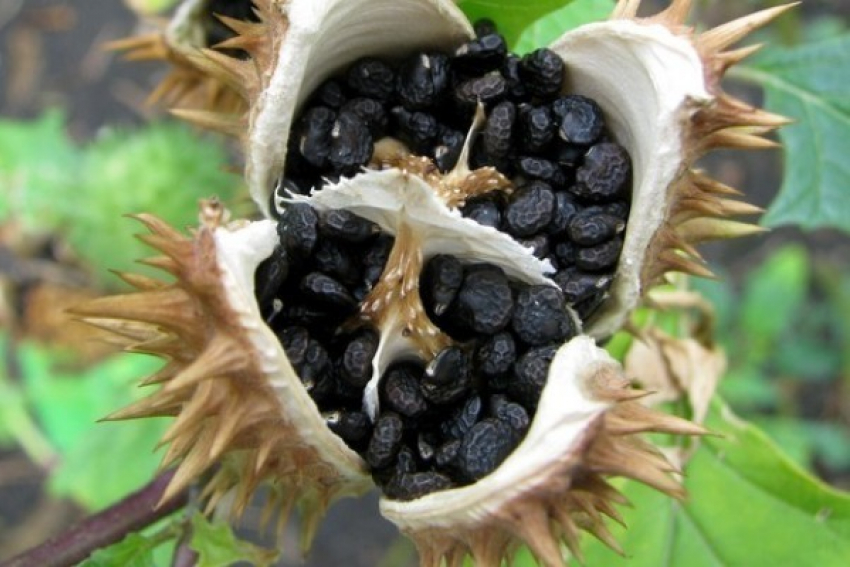 Двое школьников из Волгоградой области попали в больницу из-за отравления семенами дурмана