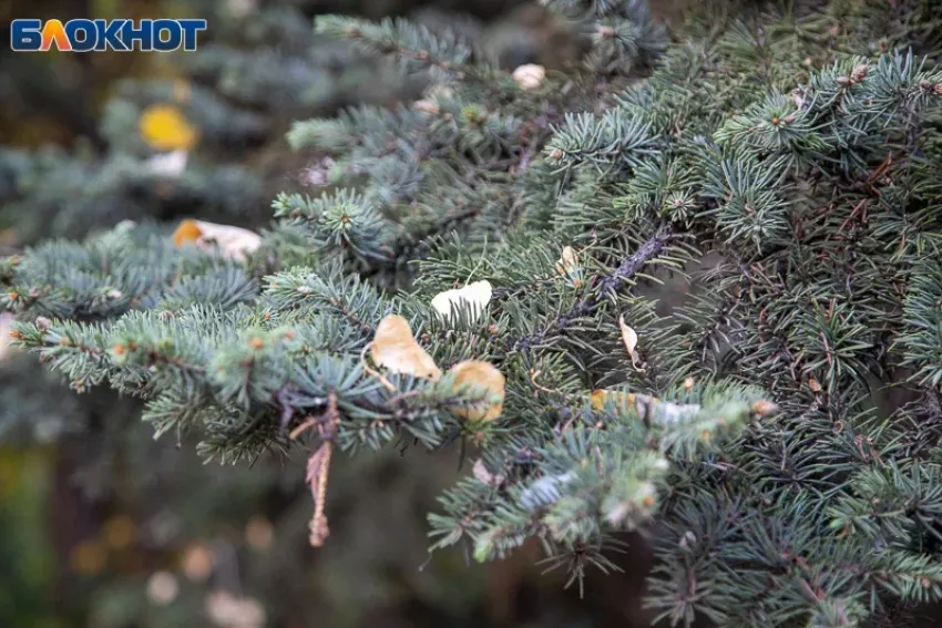Прохладный и дождливый вторник прогнозируют в Волжском