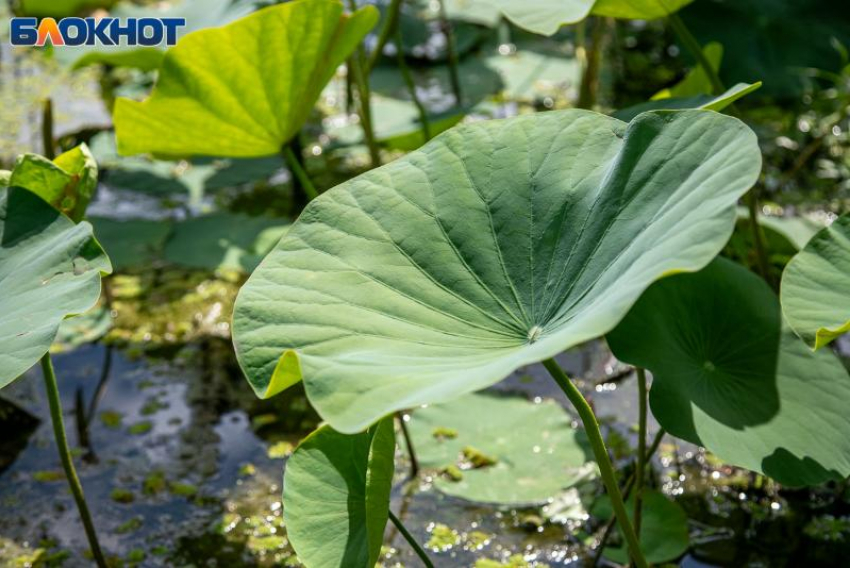 День Марины и Пимена: завершение лета, день молитв и малиновых чудес