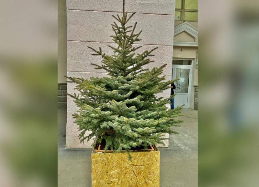 В Волжском начали устанавливать эко-елки: появились новая традиция