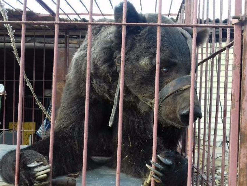 Волжанка попросила помощь для медведя Егора