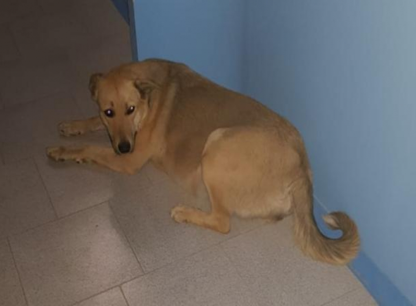 Собака на сносях потерялась в Волжском