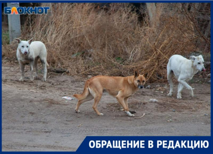 «Не могу выйти из подъезда - нападают стаей», - волжанка о бродячих собаках в микрорайоне