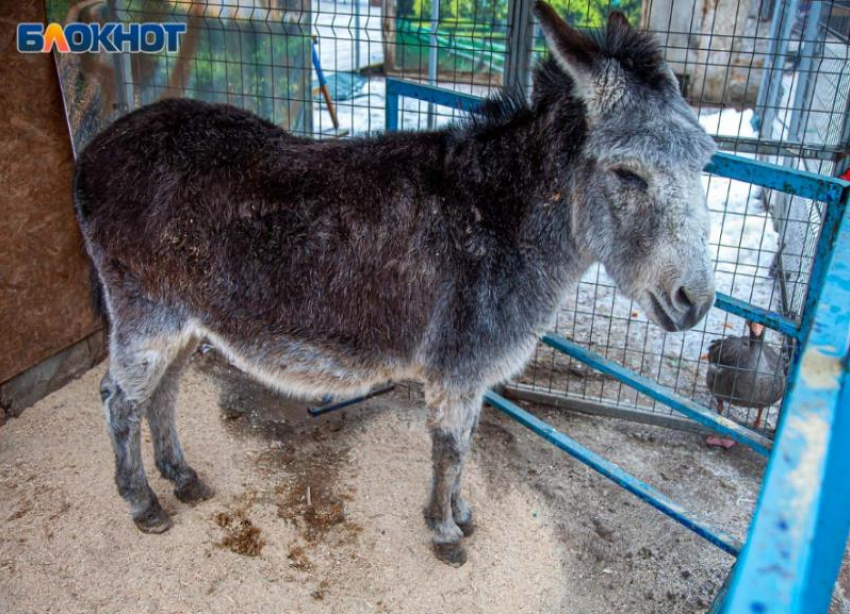 Ослик Яшка вышел на пенсию в Волжском и проходит курс массажа