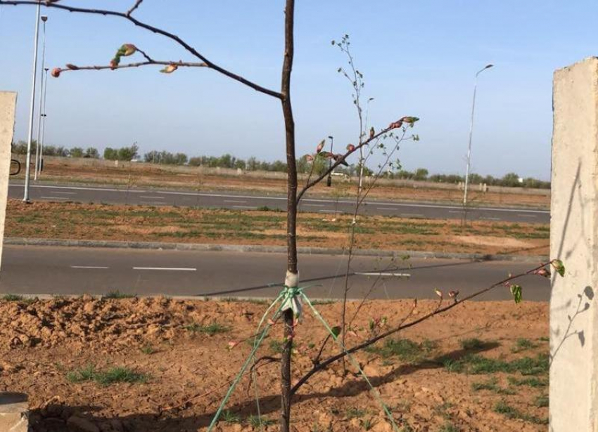 Вандалы ломают саженцы деревьев в Волжском: видео