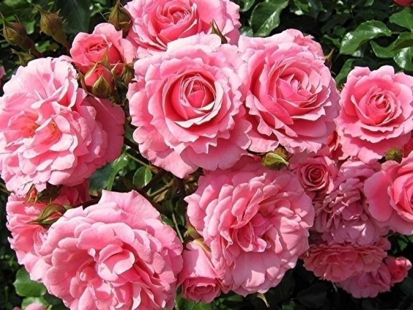 Ботанический сад расцвел пышным розовым цветом