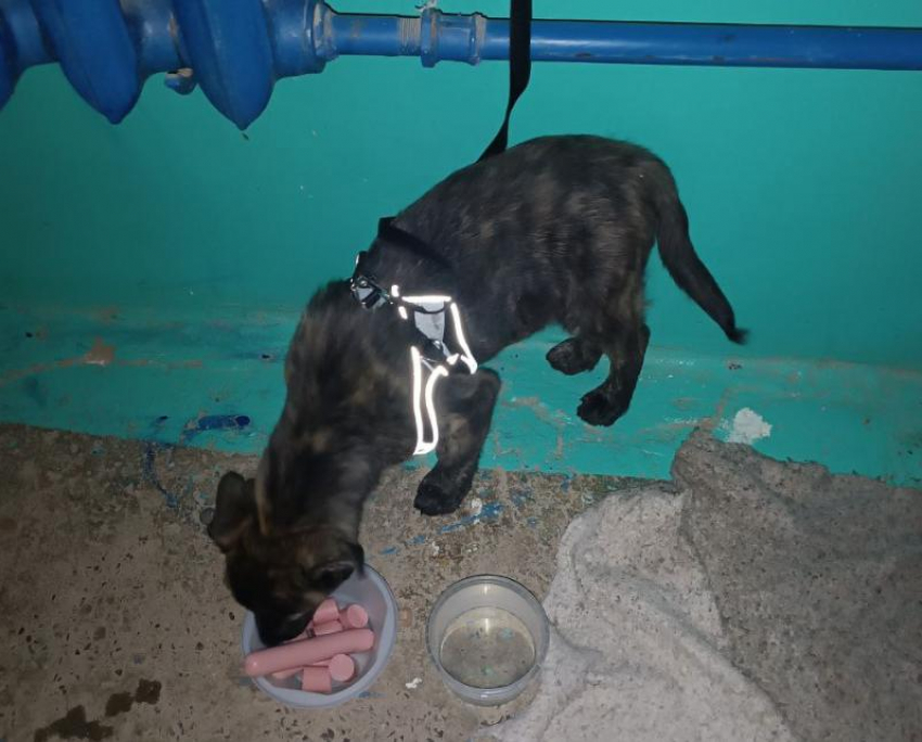 Щенка привязали и бросили в подъезде дома в Волжском