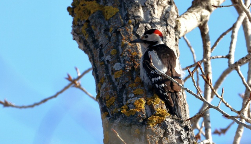 На острове Зелёный в объектив орнитолога-любителя попал пёстрый дятел