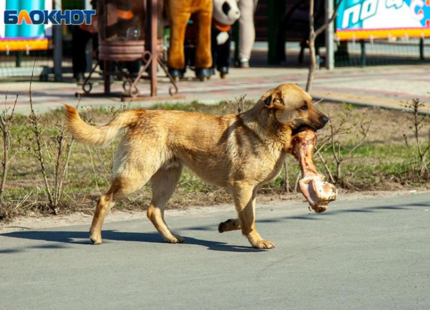 Парень попал в больницу из-за бродячей собаки на дороге под Волжским