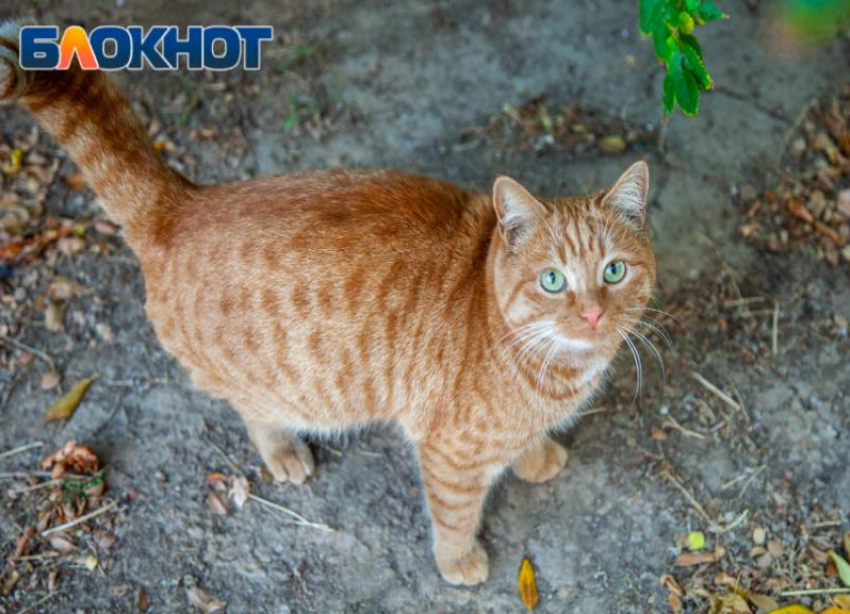 Небо в Волжском будет «кукситься» в день лимона 