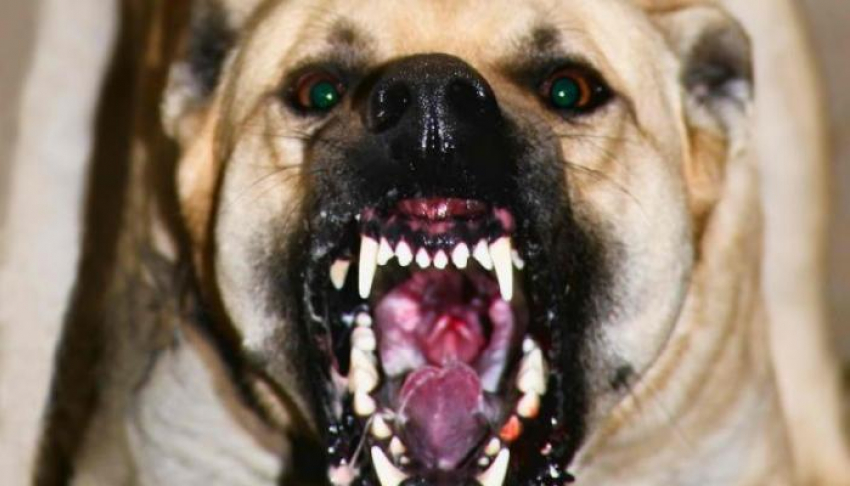 В Волгограде 6-летнего ребенка покусал бродячий пес