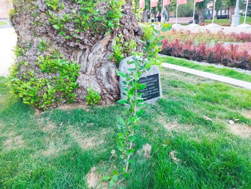 «Сталинградский тополь» запатентован: Волгоградская область получила новый эксклюзивный бренд