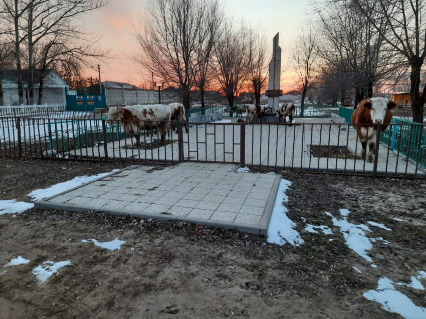 Молоко и мясо от больных коров: жуткие подробности о бесхозном скоте рассказали жители поселка под Волгоградом