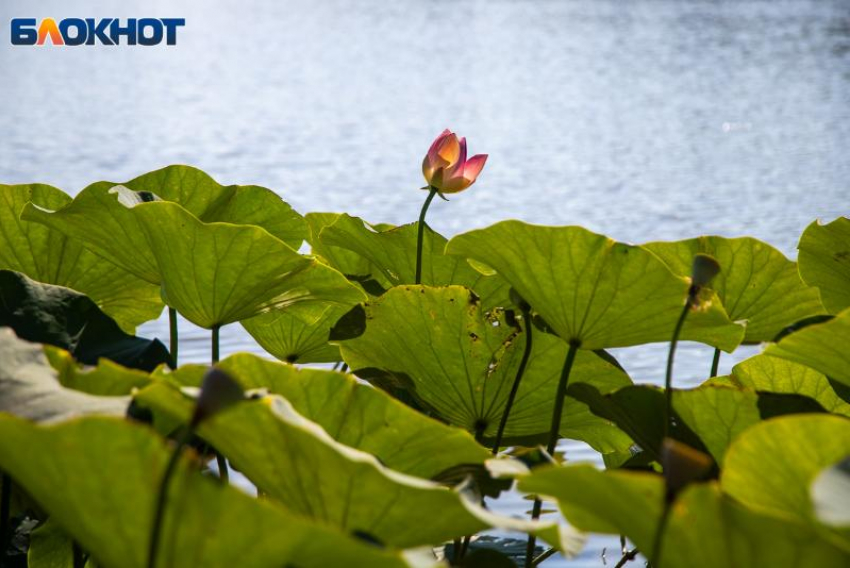 Жара возвращается в Волжский: прогноз на выходные