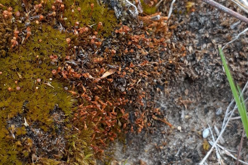 В Волгоградской области нашли уникальный мох, который способен выжить в космосе