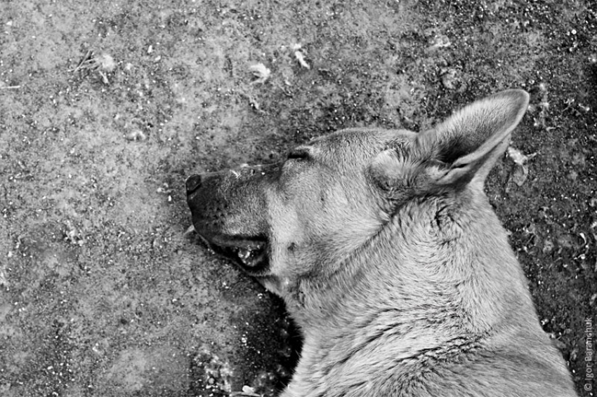 Житель Волгоградской области убил собаку и снял это на телефон
