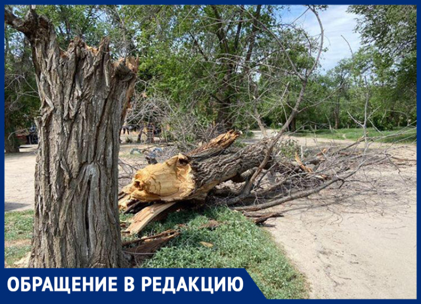 Сухое дерево упало около детской площадки в Волжском