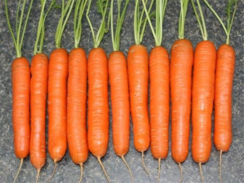 Советы от Блокнота: выбираем вкусную морковь