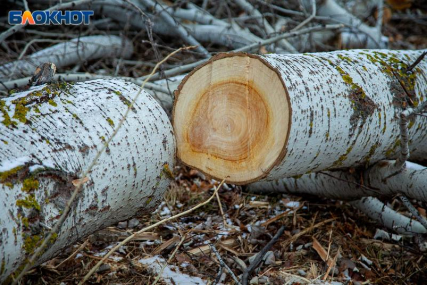 Мэрия отчиталась о спиле сухих деревьев и вывозе веток