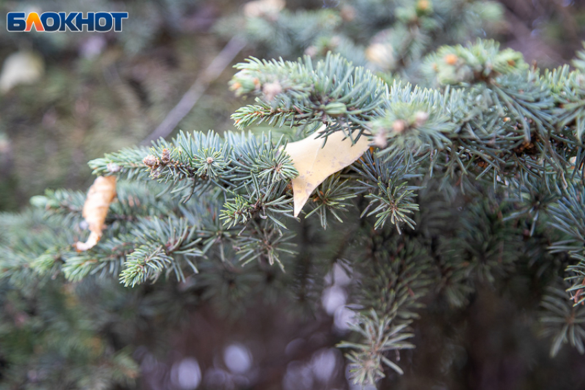 Утро вторника в Волжском стартует с температуры -1: прогноз погоды на 14 апреля